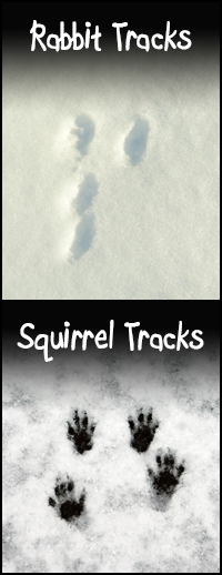 squirrel and rabbit tracks